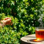 Menta poleo: beneficios y mucho más